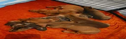 Dachshund dogs for sale: Beautiful Mini Dachshund puppies - Advert 2