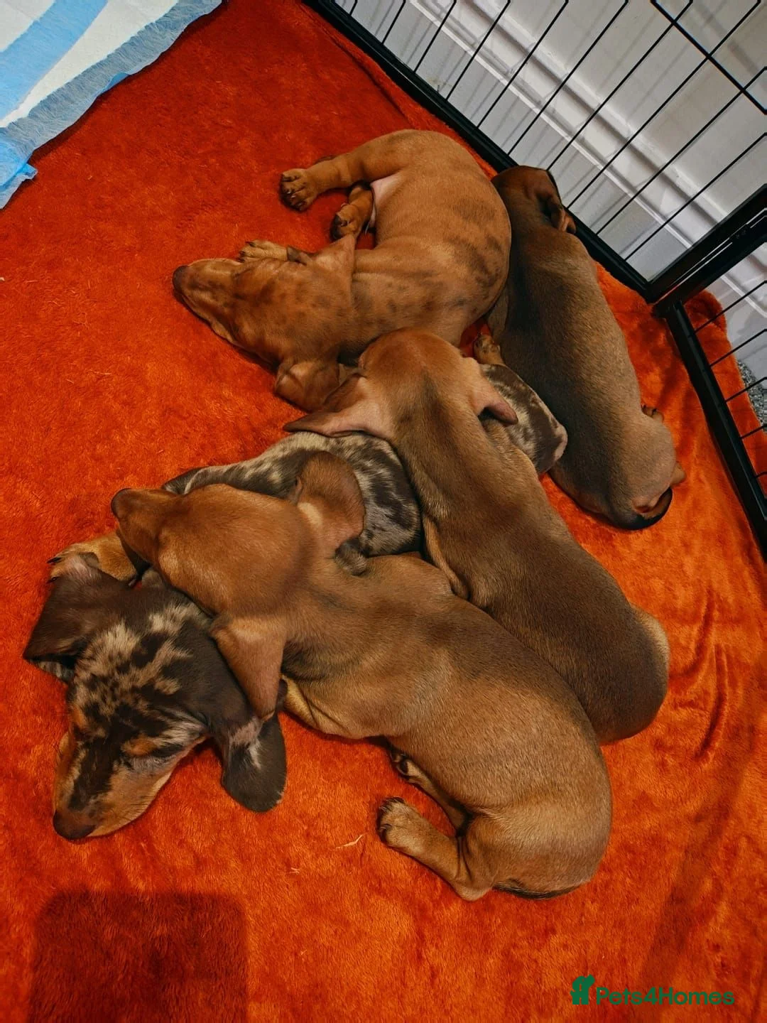 Dachshund dogs for sale: Beautiful Mini Dachshund puppies - Advert 2