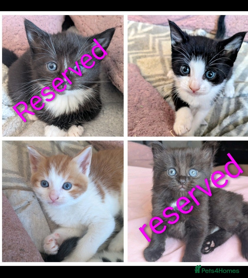 Mixed Breed cats 4 beautiful kittens up for adoption - Advert 9