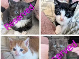 Mixed Breed cats 4 beautiful kittens up for adoption - Advert 9