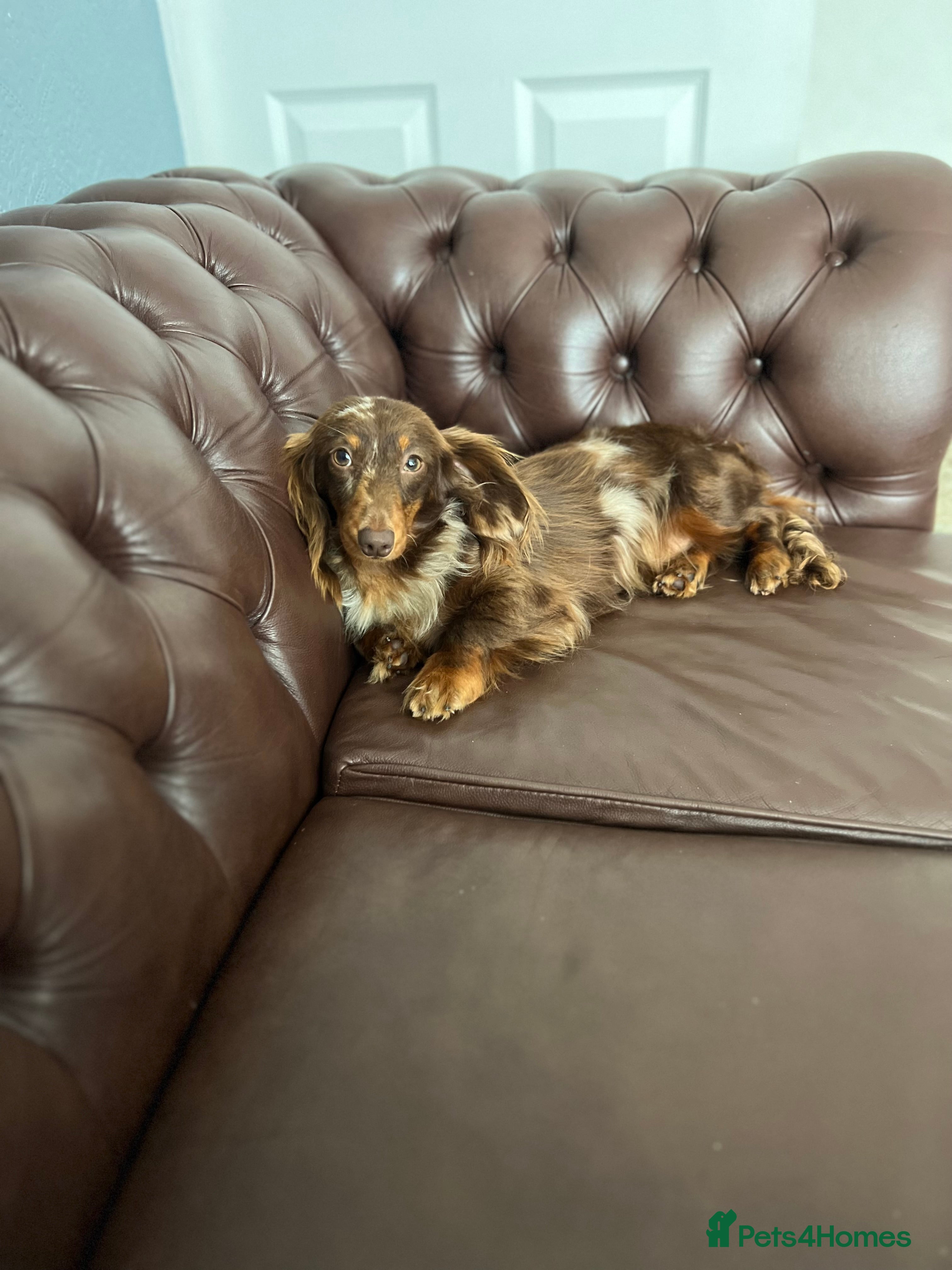 Miniature Dachshund dogs Long & Short Haired Studs – Mobile Available in Oldham - Advert 18