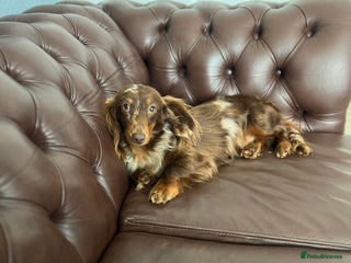Miniature Dachshund dogs Long & Short Haired Studs – Mobile Available in Oldham - Advert 15