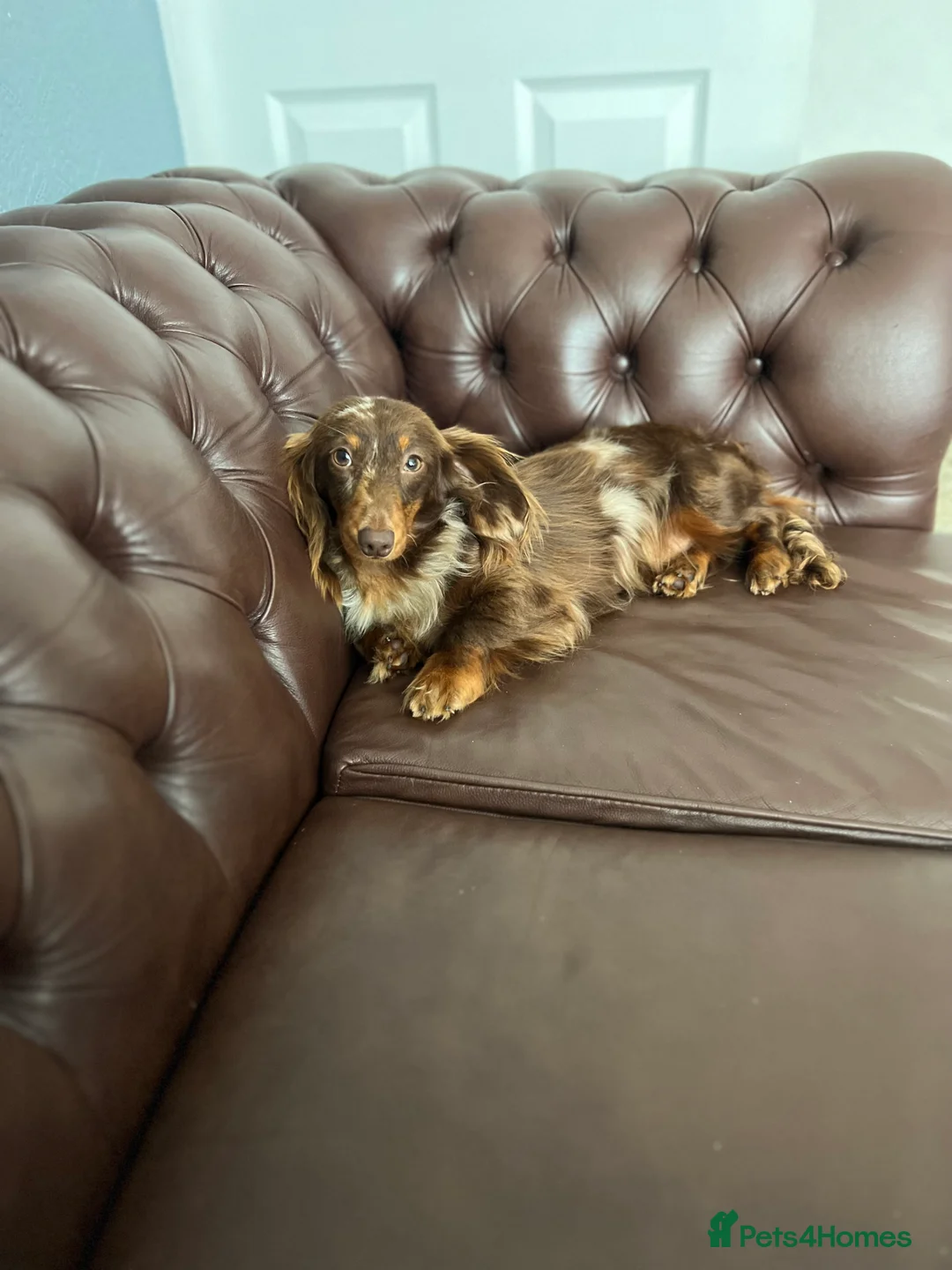 Miniature Dachshund dogs for stud: Long & Short Haired Studs – Mobile Available in Oldham - Advert 2