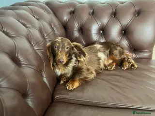 Miniature Dachshund dogs Long & Short Haired Studs – Mobile Available in Oldham - Advert 10