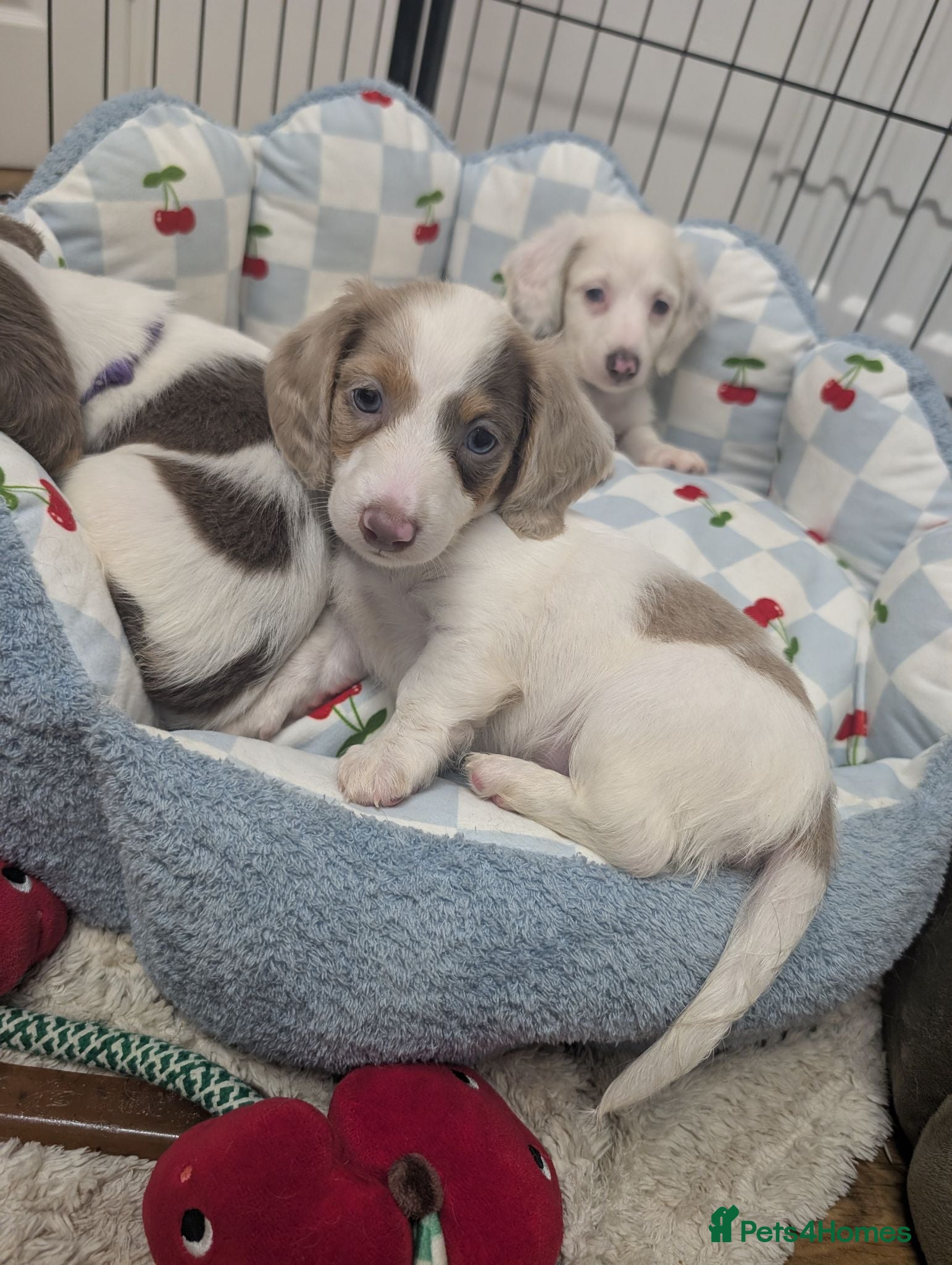 Miniature Dachshund dogs Kc registered Longhaired miniature dachshunds  - Advert 2