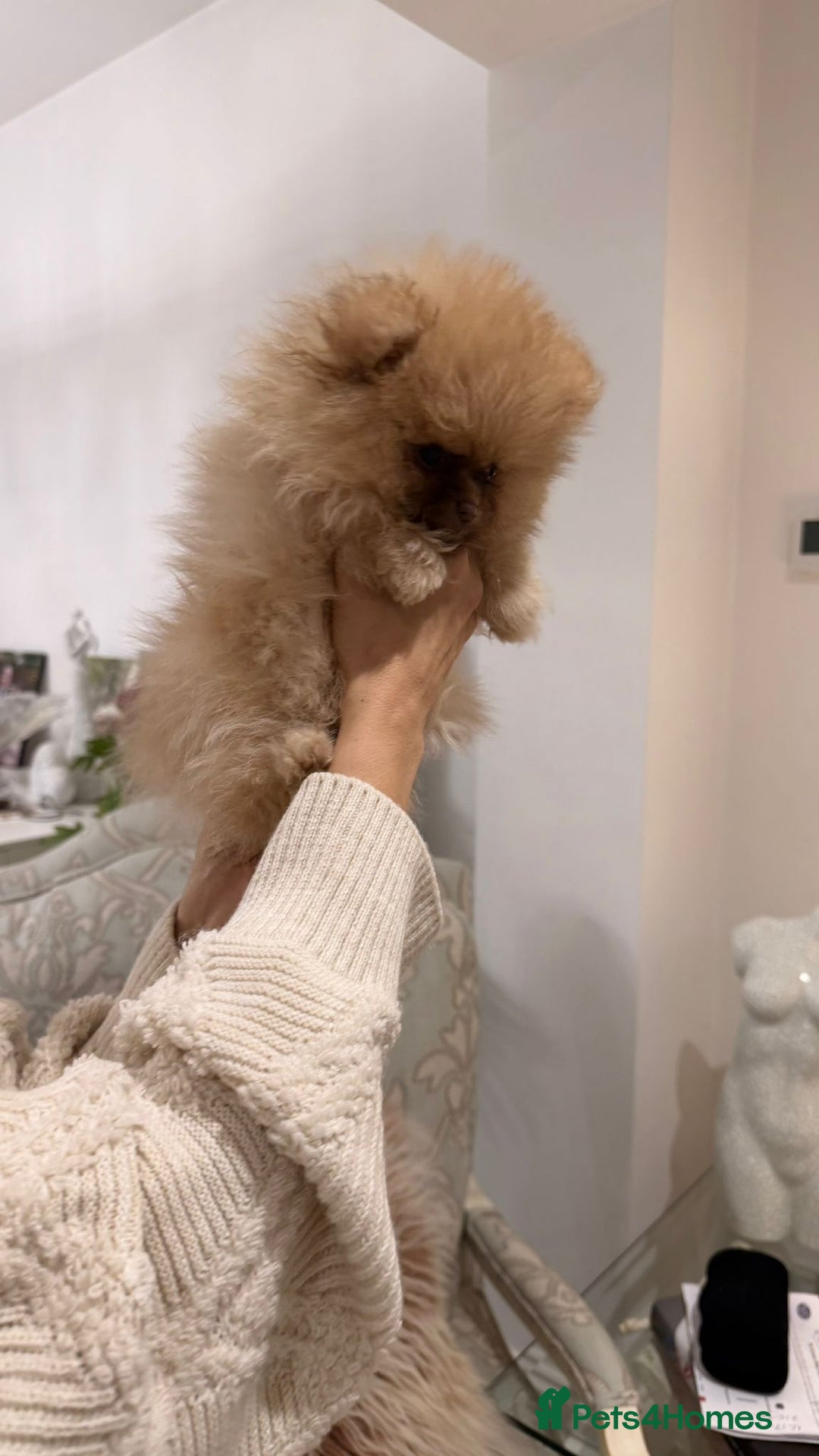 Pomeranian dogs for sale: Stunning littler of KC Pom puppies - Advert 10