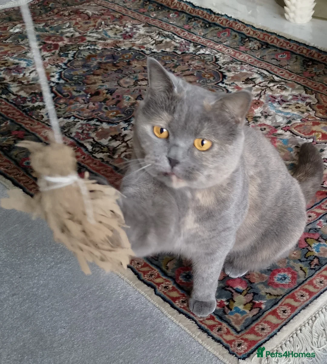 British Shorthair cats for sale: British Shorthair needs rehoming  in Hull - Advert 2
