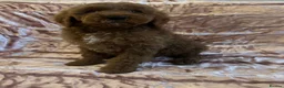Goldendoodle dogs for sale: Beautiful doodles looking for forever homes - Advert 18