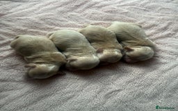 Maltipoo dogs for sale: BEAUTIFUL MALTIPOO F1 BOYS AND GIRLS AVAILABLE  - Image 4