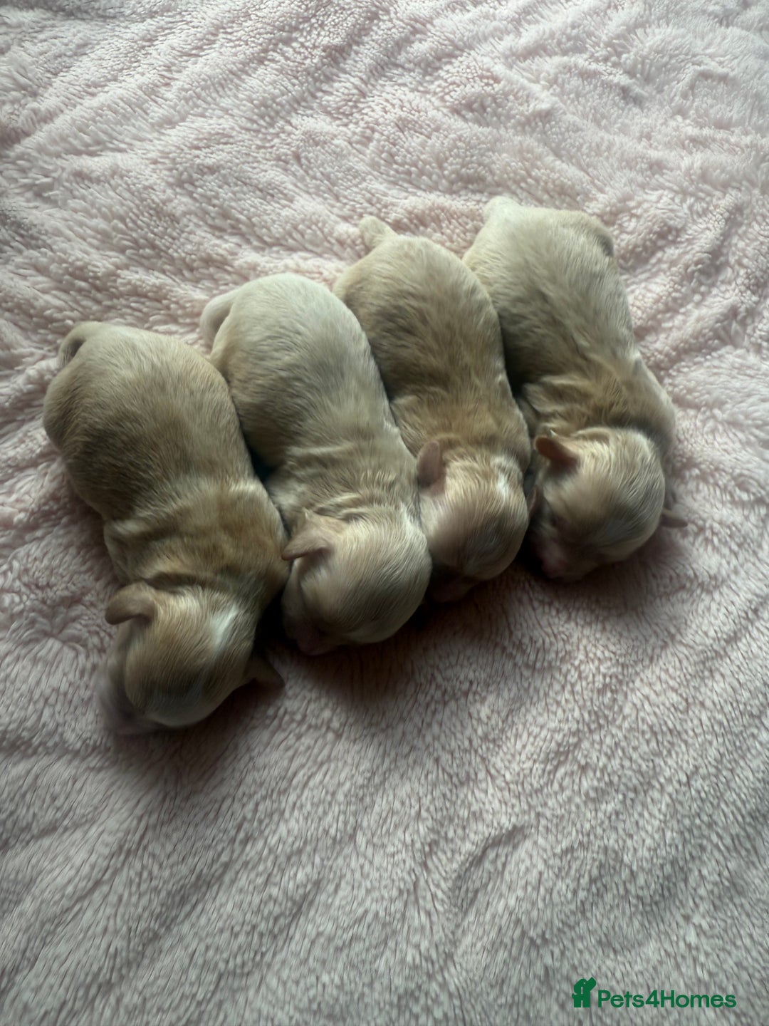 Maltipoo dogs for sale: BEAUTIFUL MALTIPOO F1 BOYS AND GIRLS AVAILABLE  - Image 4