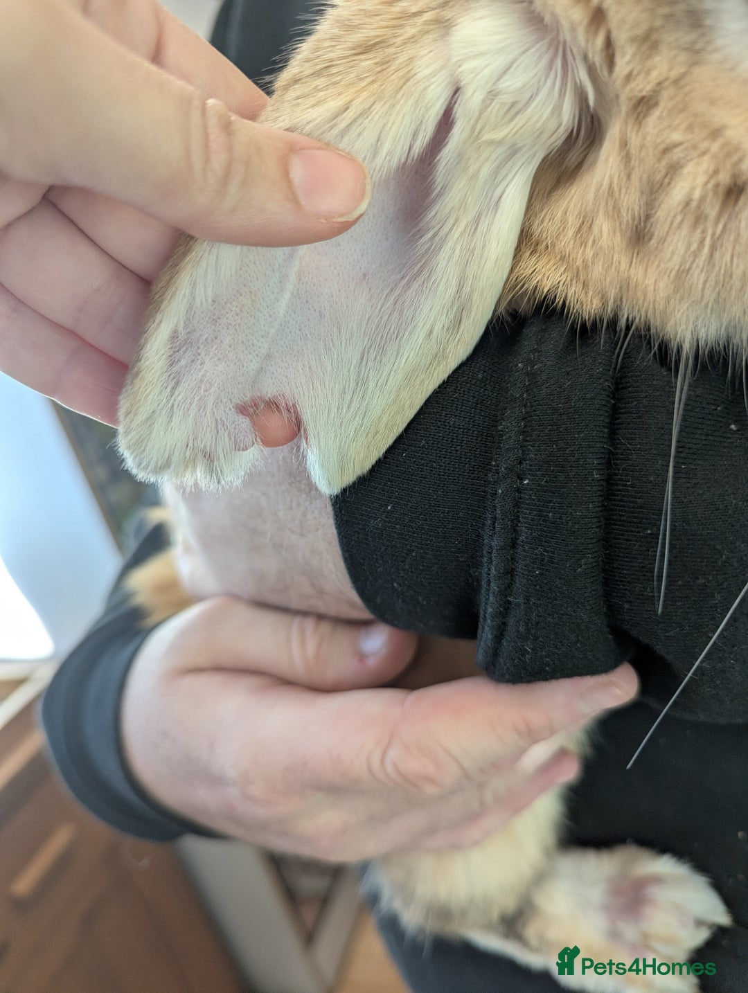 Mini Lop rabbits for sale: 'Sandy' mini lop. Litter trained and friendly! - Advert 4