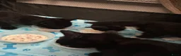 Bengal cats for sale: Bengal x tuxedo kittens - Advert 8