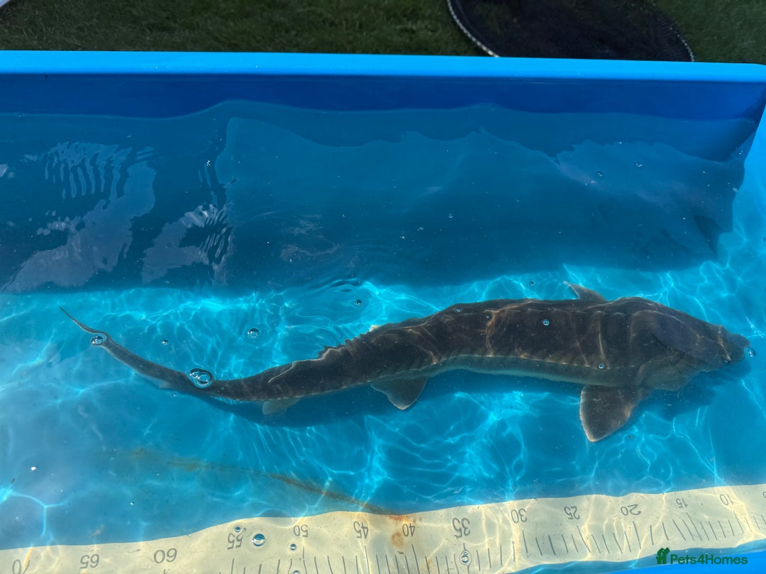 Koi Carp fish for sale: Various koi carp for sale  - Image 29