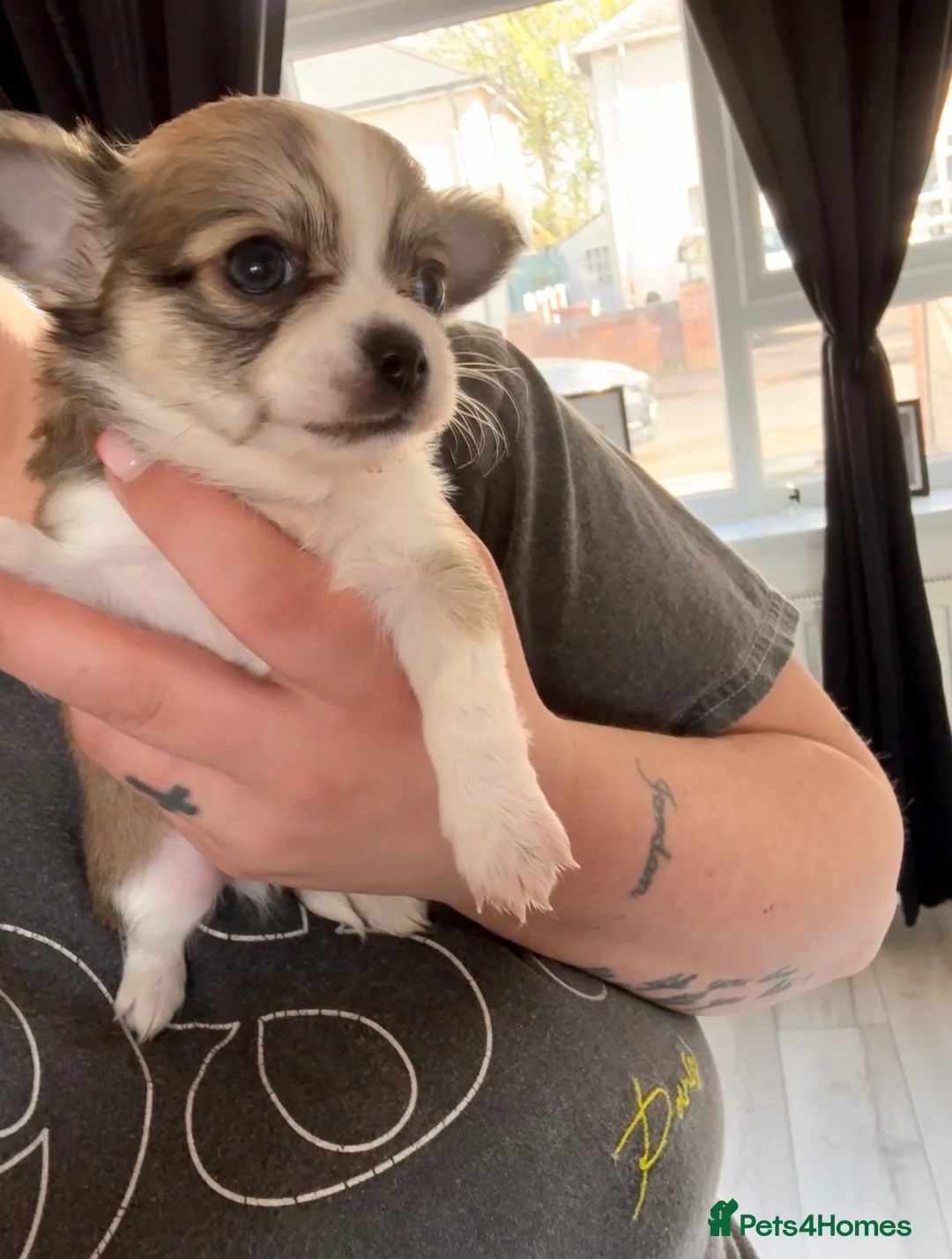 Chihuahua dogs for sale: 3 beautiful boy chihuahuas  - Advert 4