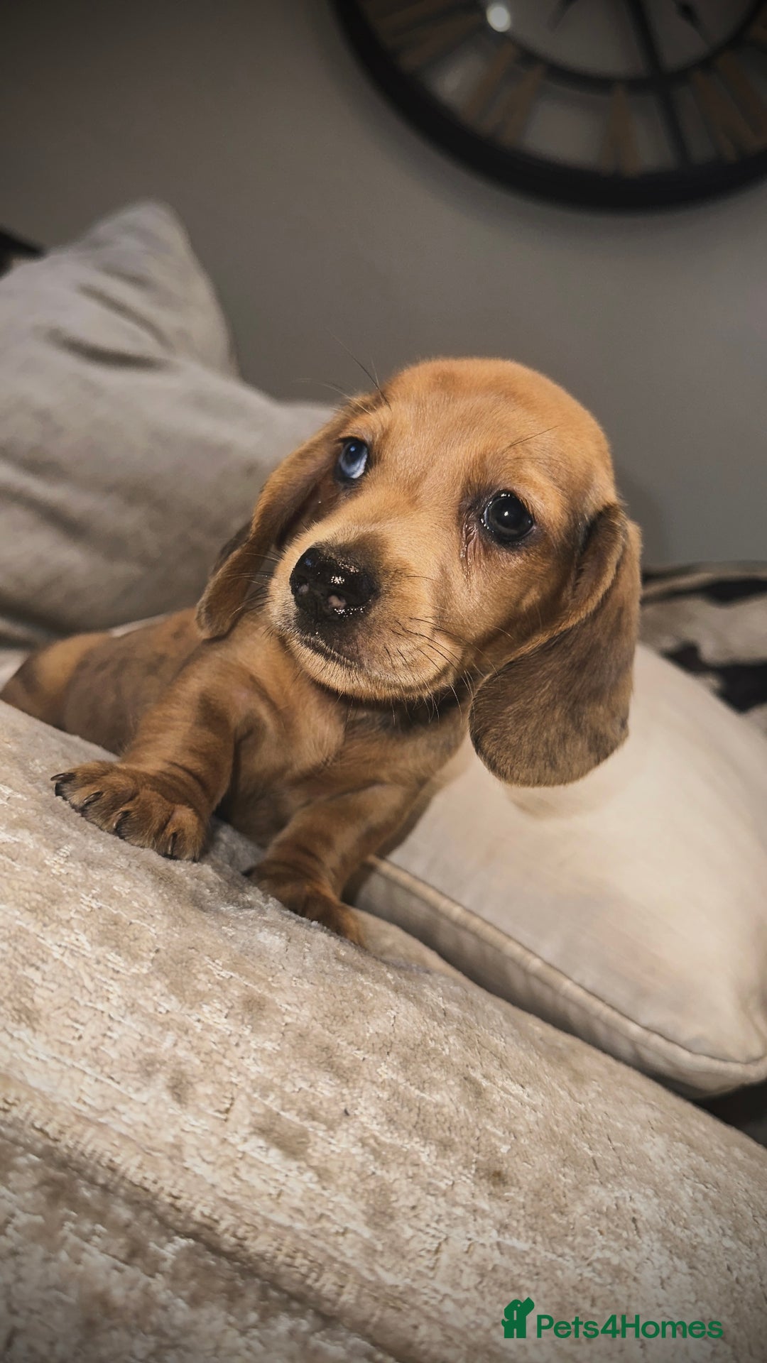 Miniature Dachshund dogs for sale: 🐾Stunning miniature dachshunds🐾 - Image 1