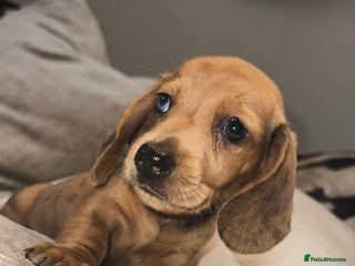Miniature Dachshund dogs for sale - Advert 1