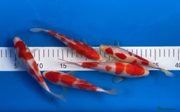 Koi Carp fish for sale: Huge selection of Japanese Koi for sale - Image 11