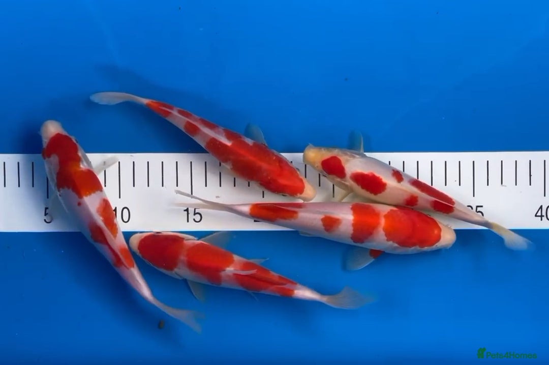 Koi Carp fish for sale: Huge selection of Japanese Koi for sale - Image 11