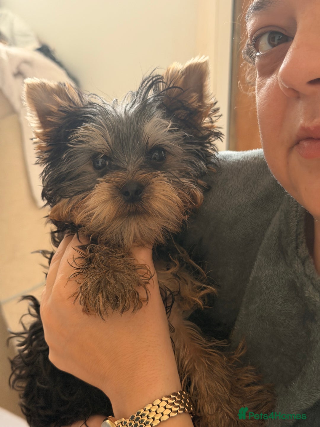 Yorkshire Terrier dogs for sale: Yorkshire terrier puppy - Advert 4