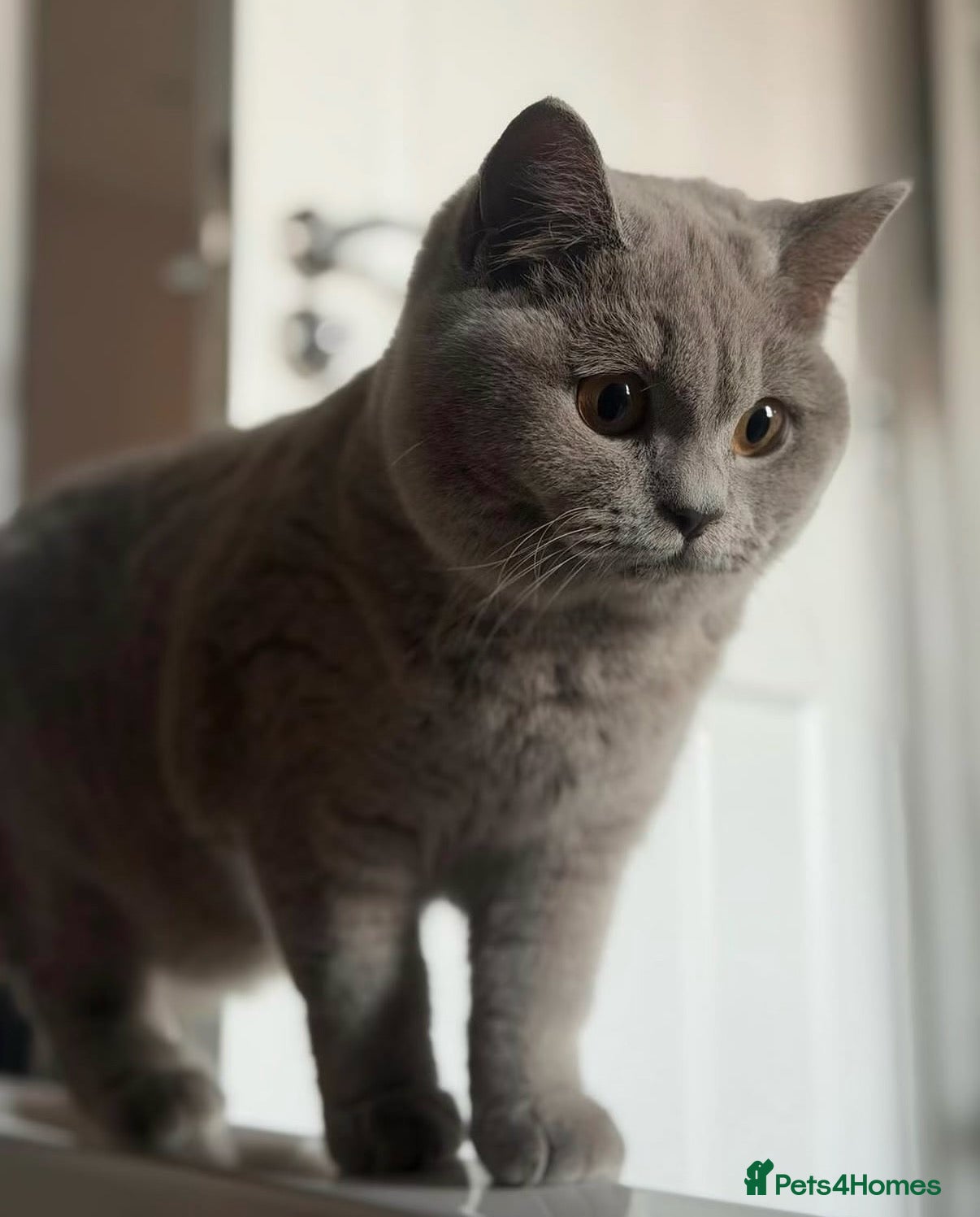 British Shorthair cats Chocolate and fawn golden kittens TICA reg  - Advert 2