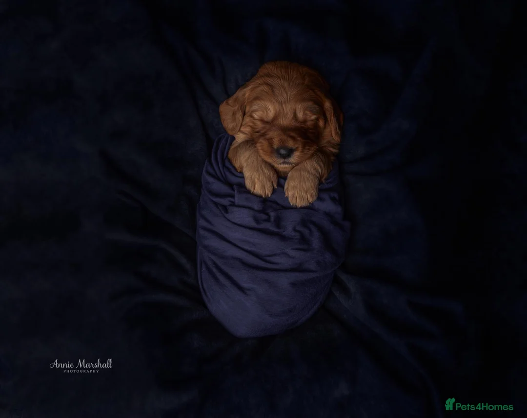 Mini Goldendoodle dogs for sale: F1 pups via a LICENSED BREEDER & POLICE K9 TRAINER - Advert 7