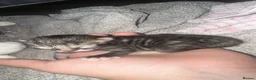 Mixed Breed cats for sale: 2 kittens  - Advert 4
