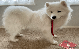 Samoyed dogs for stud: Health Tested, Proven, Show Samoyed for Stud in Exeter - Image 7