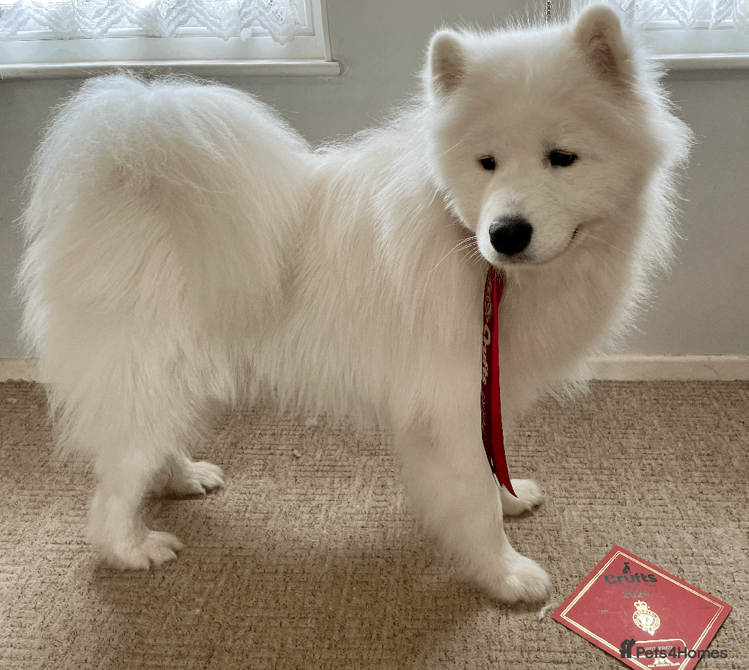 Samoyed dogs for stud: Health Tested, Proven, Show Samoyed for Stud in Exeter - Image 7