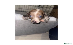 Dachshund dogs for sale: Dachshund puppies  - Image 10