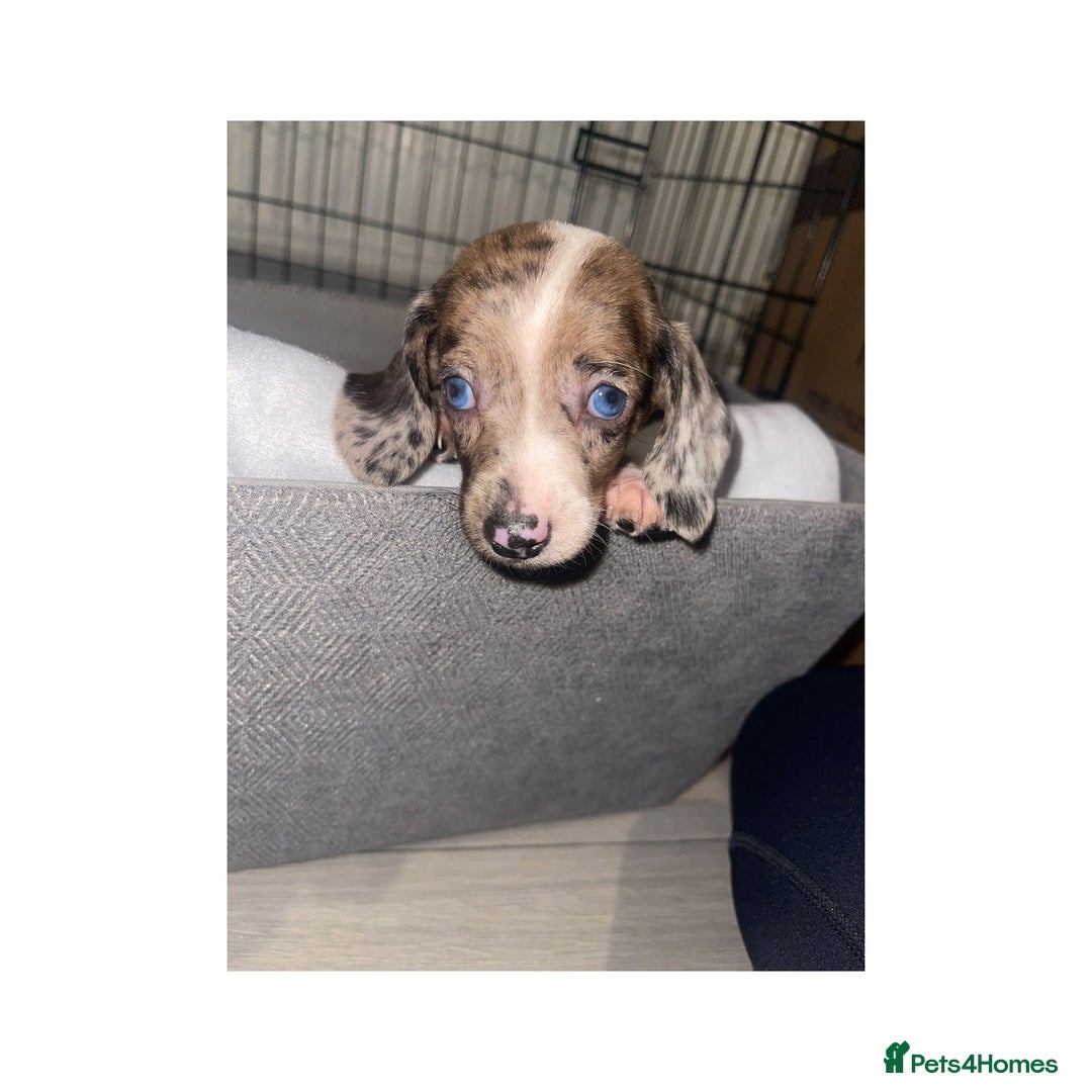 Dachshund dogs for sale: Dachshund puppies  - Image 10
