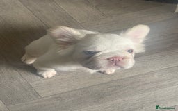 French Bulldog dogs for sale: Platinum fluffy frenchy pup female famous kc reg - Advert 1