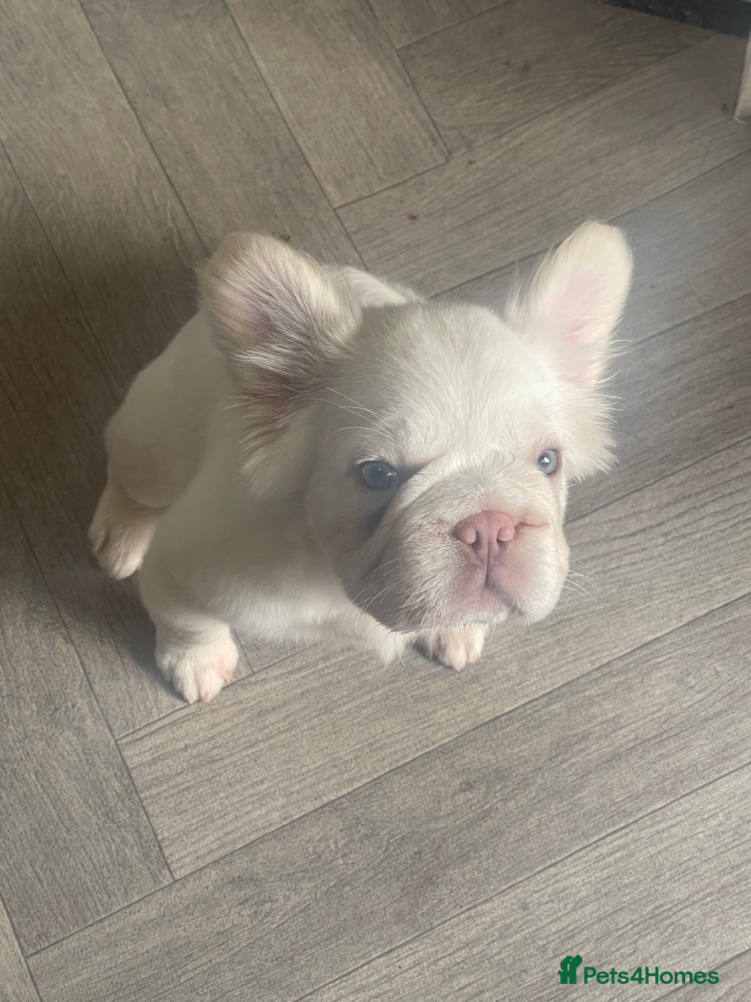 French Bulldog dogs for sale: Platinum fluffy frenchy pup female famous kc reg - Advert 1