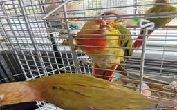 Conures birds for sale: 3 baby conures for sale - Image 7