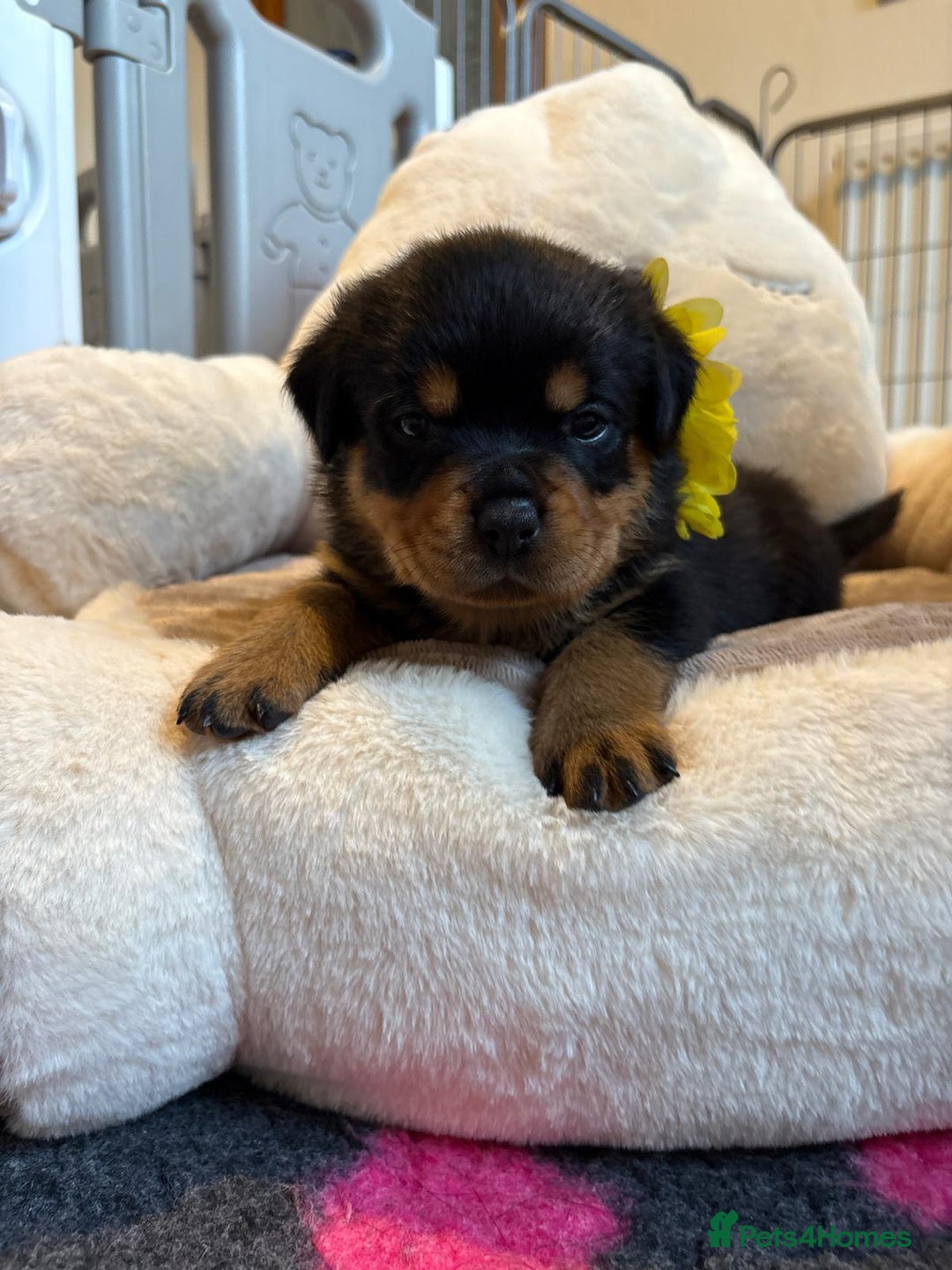 Rottweiler dogs for sale: Falconsnest blood line in Blackpool - Image 19