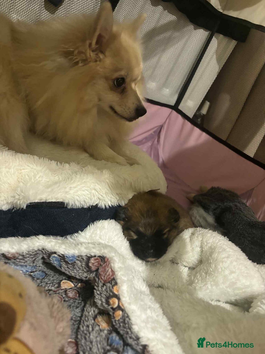 Mixed Breed dogs for sale: Little boy paparainion 🥰 - Image 4