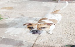 Mixed Breed dogs for sale: Steve - Image 1