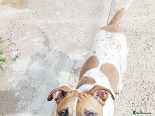 Mixed Breed dogs - Advert 35