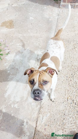 Mixed Breed dogs - Advert 16