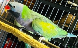 Parakeets birds for sale: Lord Derbyan Parrot for sale.👍QUICK SALE 👍 - Image 10