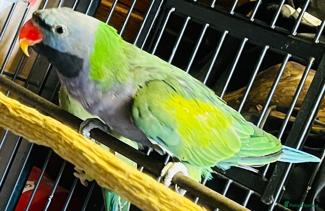 Parakeets birds for sale: Lord Derbyan Parrot for sale.👍QUICK SALE 👍 - Image 10