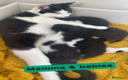 Mixed Breed cats for sale: Mix/English shorthair  - Image 5