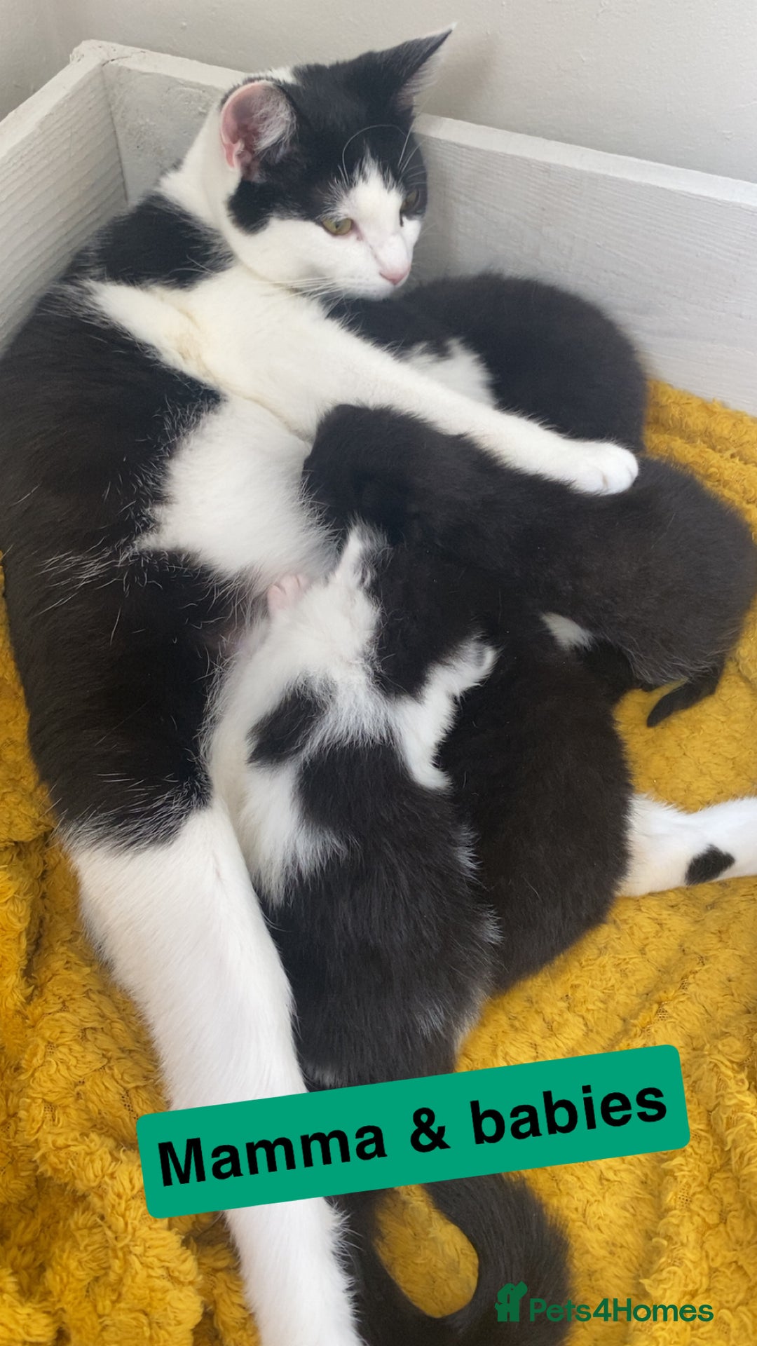 Mixed Breed cats for sale: Mix/English shorthair  - Image 5