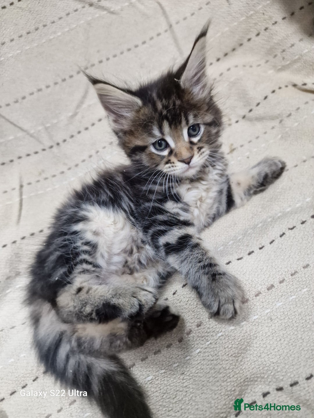 Maine Coon cats for sale: Pure Makne coon - Advert 13