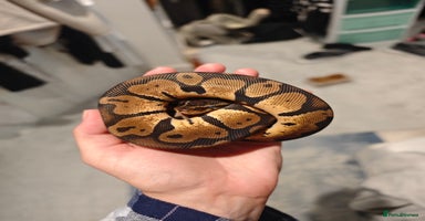 Python Snake reptiles - Advert 7