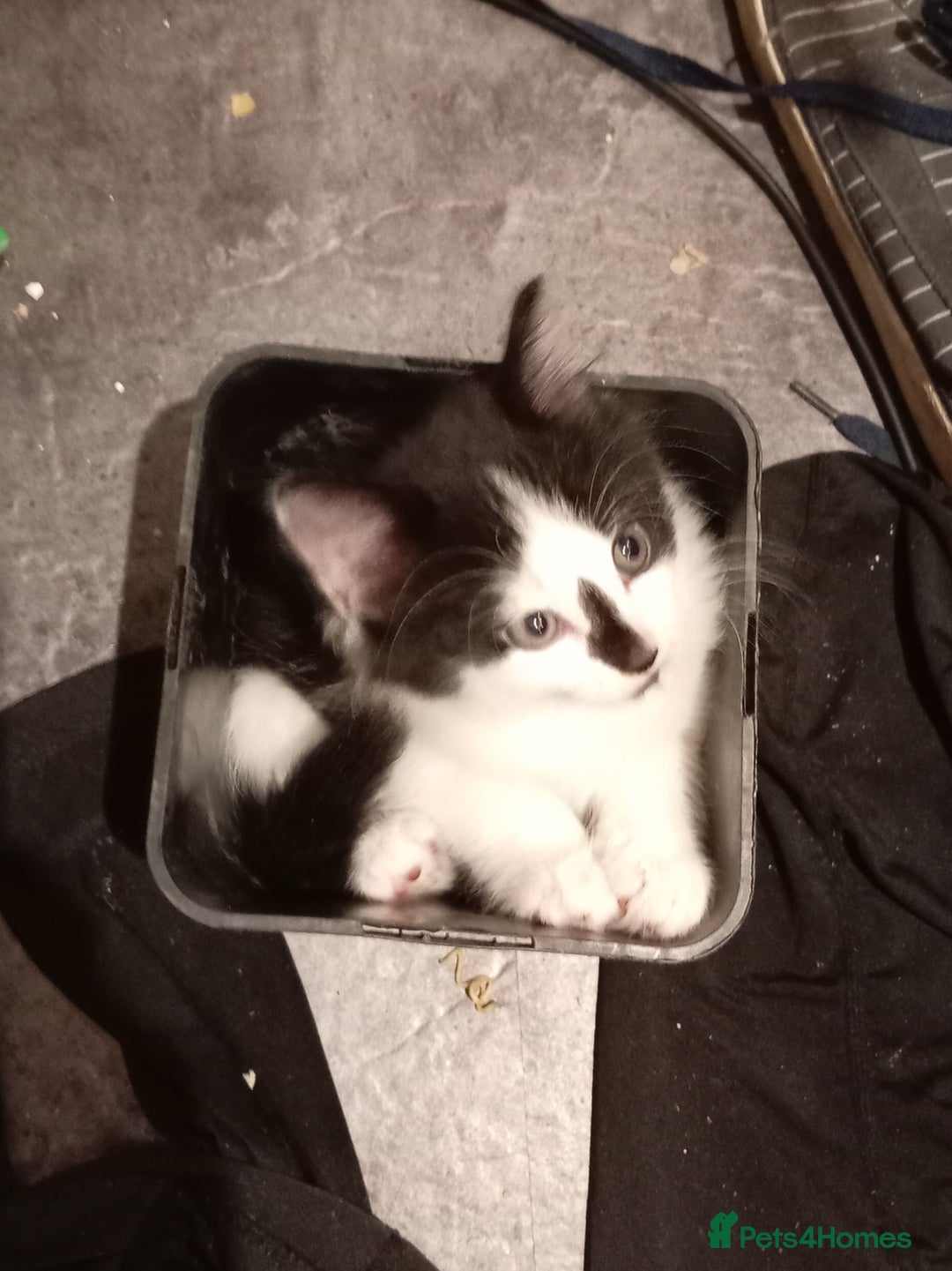 Mixed Breed cats for sale: 5 kittens 75 each - Image 1
