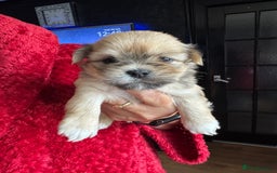 Lhasa Apso dogs for sale: Lhasa apso - Image 2