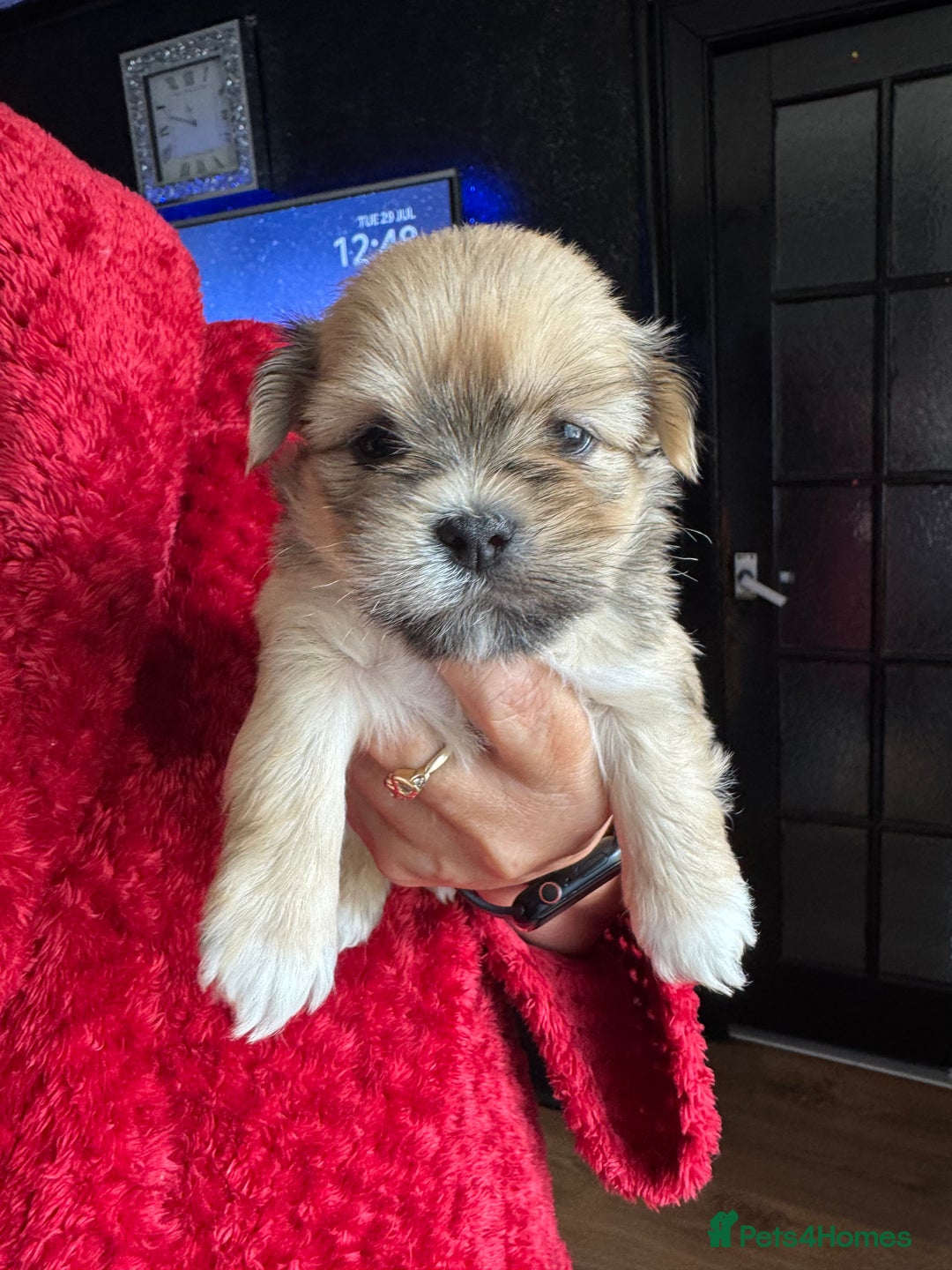 Lhasa Apso dogs for sale: Lhasa apso - Image 2