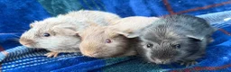 Guinea Pig rodents for sale: Trio of stunning male piggys - Advert 2