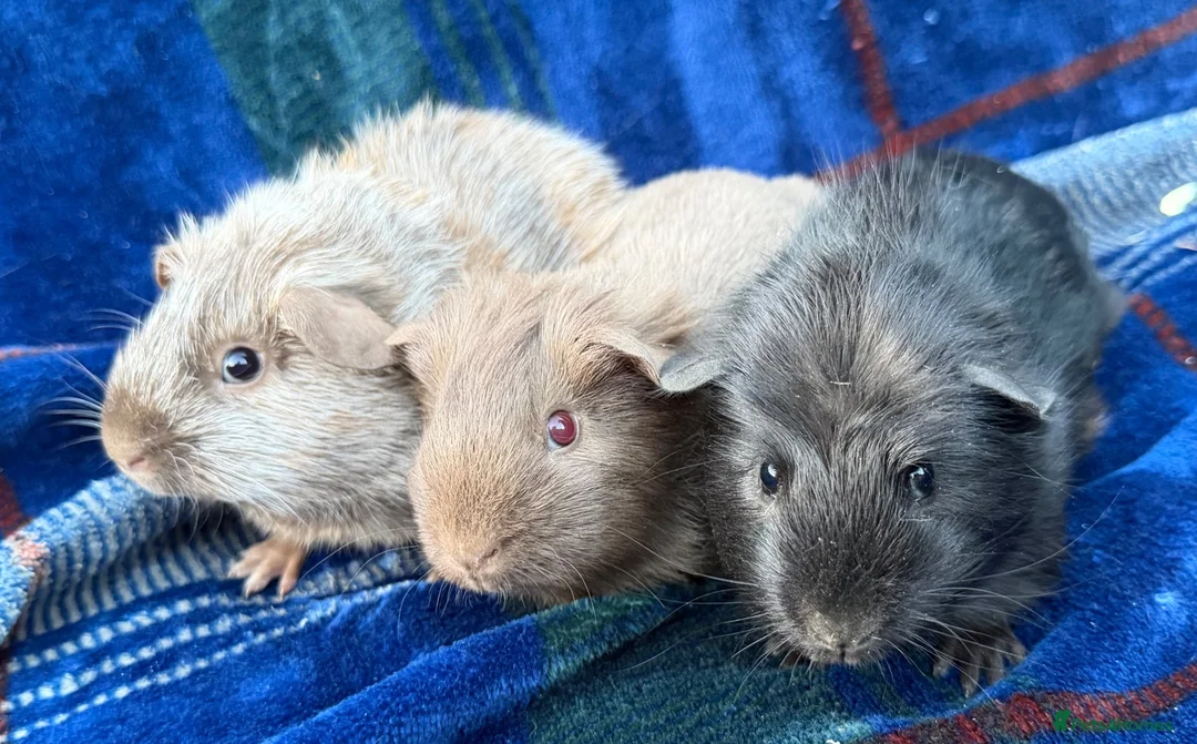 Guinea Pig rodents for sale: Trio of stunning male piggys - Advert 2