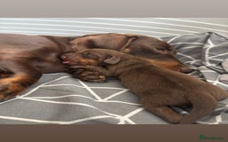 Dachshund dogs for sale: Miniature dachshund - Image 2